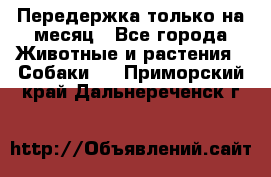 Передержка только на месяц - Все города Животные и растения » Собаки   . Приморский край,Дальнереченск г.